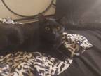 Adopt Onyx (2) a Domestic Short Hair