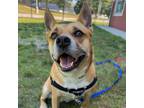 Adopt NELLY a Carolina Dog, Mixed Breed