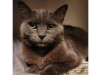 Adopt Mitzi Bland (Bonded w/Baby Bland) a Russian Blue