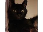 Adopt Baby Bland (Bonded w/Mitzi Bland) a Bombay