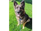 Adopt CYPRESS a German Shepherd Dog