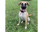 Adopt Shyla a Boxer, Anatolian Shepherd