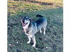 Adopt Delta a Siberian Husky
