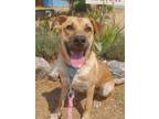 Adopt Jonas a Black Mouth Cur