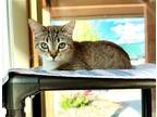 Adopt JUDIAS a Burmese, Domestic Short Hair