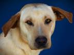 Adopt Marvin a Labrador Retriever, Mixed Breed