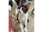 Adopt Bop a Domestic Short Hair
