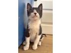 Adopt Boop a Domestic Short Hair