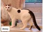 Adopt Denny ADULT MALE Sponsored! a Domestic Short Hair