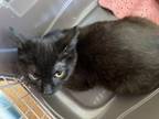 Adopt Stuart a Domestic Short Hair