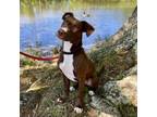 Adopt Captain America 01-1110 a American Staffordshire Terrier