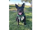 Adopt Dae Dae a Pit Bull Terrier
