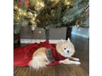 Adopt Daisy a Pomeranian