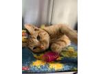 Adopt Rusty a Domestic Short Hair