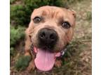 Adopt TANK a Mastiff, Mixed Breed