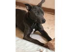 Adopt Jonah a Labrador Retriever