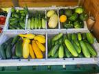 Fall Harvest