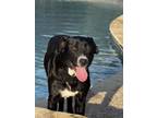 Adopt Buddy 2.0 a Labrador Retriever, Mastiff