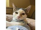 Adopt Harry a Tabby, Domestic Short Hair