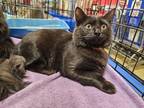 Adopt Ozadora a Domestic Medium Hair, Maine Coon
