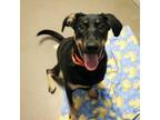 Adopt Luna a Labrador Retriever, Terrier