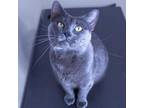 Adopt Carbonara a Russian Blue