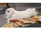 Adopt Lamb Chop a Holland Lop