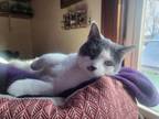 Adopt Kiki a Domestic Short Hair