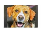 Adopt Beebee a Labrador Retriever, Basset Hound