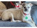 Adopt Fuji a Border Terrier, Dachshund