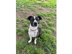 Adopt Spike a Dalmatian