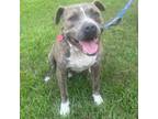 Adopt Scooter a Terrier