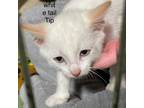 Adopt Tanner a Siamese
