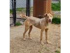 Adopt TRACEY a Labrador Retriever