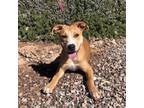 Adopt Ginger a Labrador Retriever