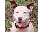 Adopt Sassafras a Bull Terrier, Pit Bull Terrier