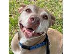 Adopt Tonka a American Staffordshire Terrier