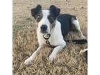 Adopt Lizza a Border Collie