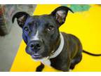 Adopt Luna a American Staffordshire Terrier, Mixed Breed