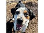 Adopt Sissy a Hound, Mixed Breed