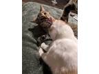 Adopt Pumpernickel (Bread Kittens #6) a Domestic Short Hair