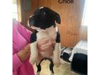 Adopt Chloe KA a Shar-Pei