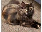 Adopt Confetti (23-352 C) a Domestic Long Hair