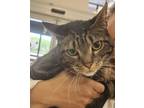 Adopt Bingo a Tabby, Domestic Short Hair