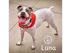Adopt Luna a Pit Bull Terrier