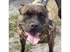 Adopt Shadow a Pit Bull Terrier