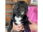 Adopt Oreo KA a Shar-Pei