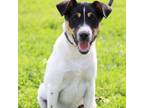 Adopt Pontus KL a Jack Russell Terrier, Rat Terrier
