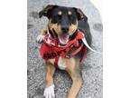 Adopt Leo Beo *LOCAL* a Beagle, Rat Terrier