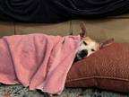 Adopt Copper a Jack Russell Terrier, Beagle